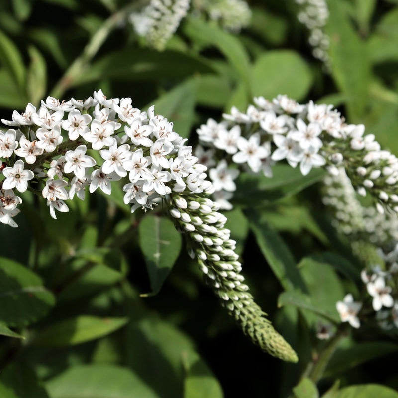 Lysimachia clethroides 9cm -