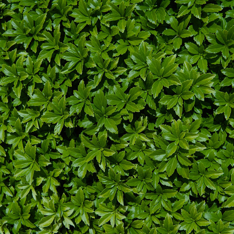 Pachysandra terminalis 'Green Carpet' 9cm -