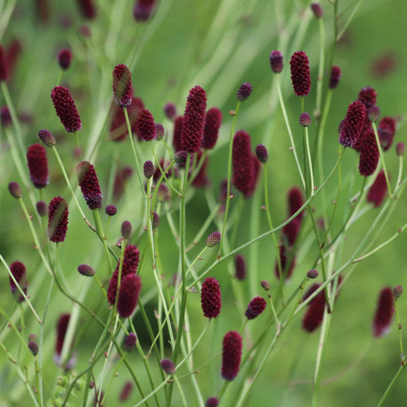 Sanguisorba Proud Mary 2L -