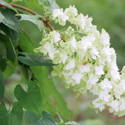 Hydrangea quercifolia 'Snow Flake' (Oak Leaf Hydrangea) - 2.5L -