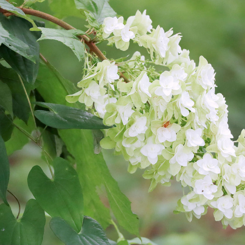Hydrangea quercifolia 'Snow Flake' (Oak Leaf Hydrangea) - 2.5L -