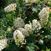 Hydrangea quercifolia 'Burgundy' (Oak Leaf Hydrangea) - 2.5L -