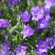 Campanula persicifolia 'Caerulea' - Blue 9cm / 2L -