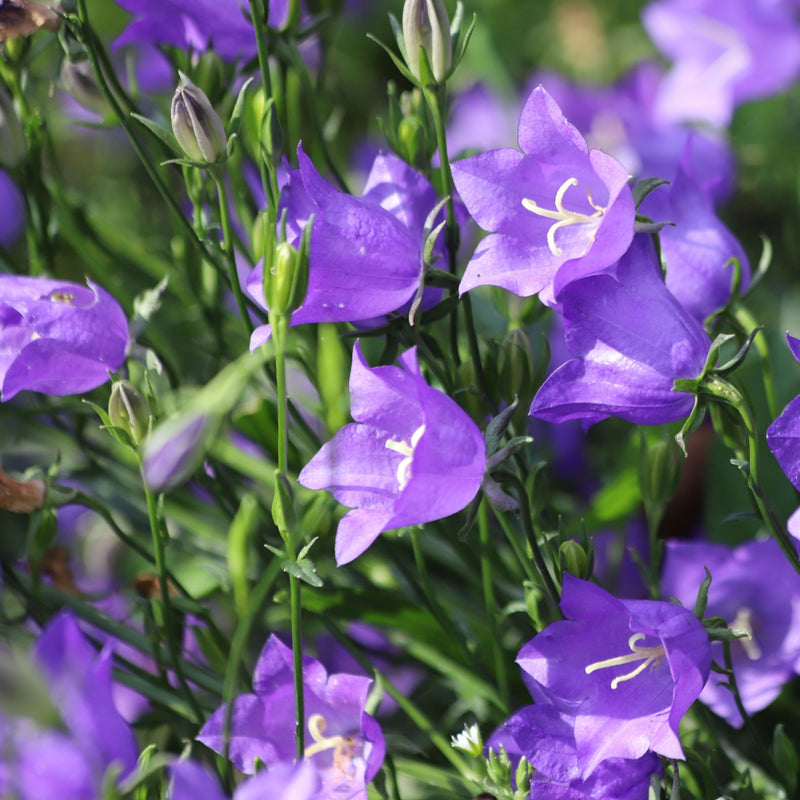 Campanula persicifolia 'Caerulea' - Blue 9cm / 2L -