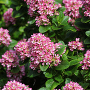 Escallonia 'Pink Elle' 9cm - Home & Garden > Plants > Indoor & Outdoor Plants > Bushes & Shrubs > Shrubs