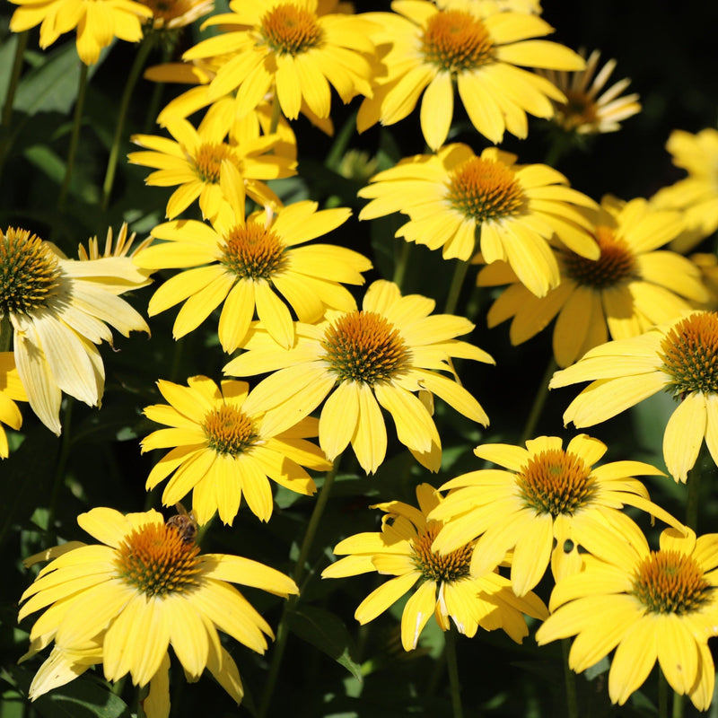 Echinacea purpurea Prairie Blaze Yellow 9cm Pot -