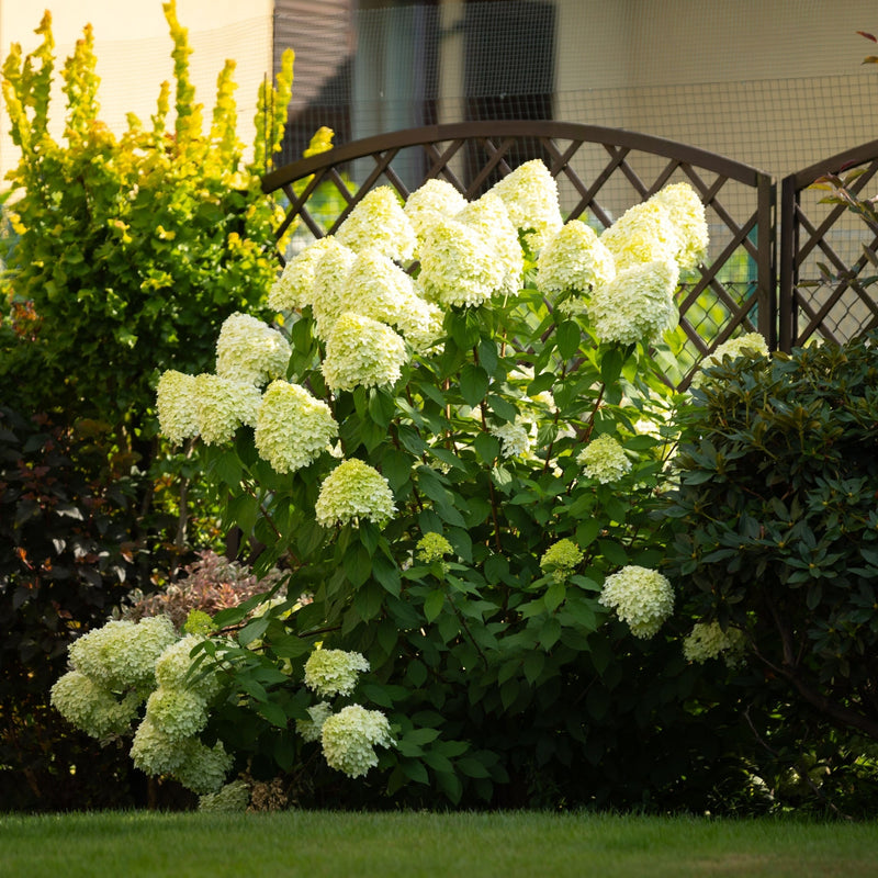 Hydrangea paniculata 'Little Fresco' 5L -