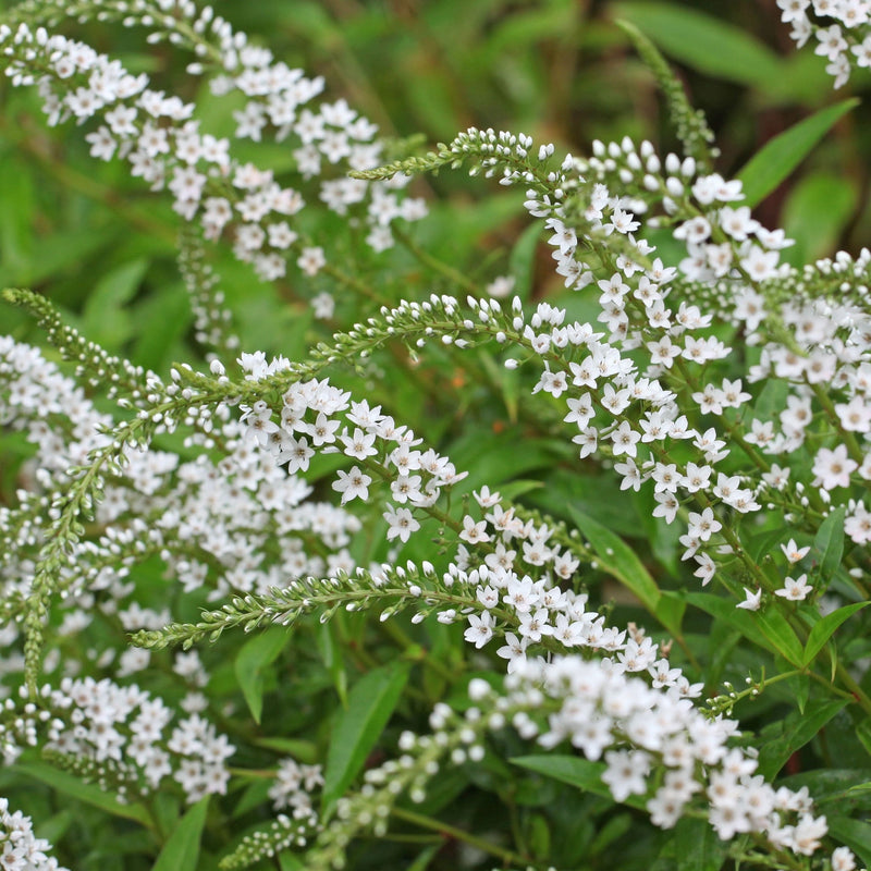 Lysimachia clethroides 9cm -