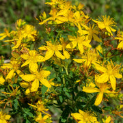 Hypericum 'Mirable Blizz' 2L -