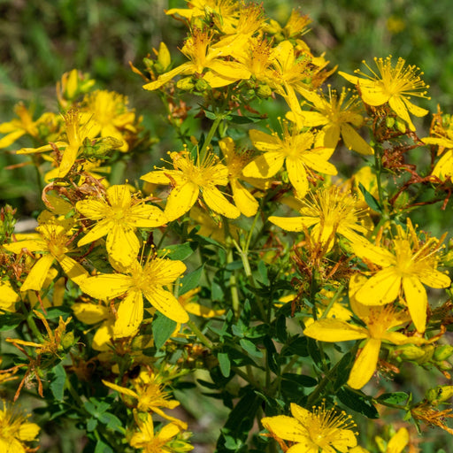 Hypericum 'Mirable Blizz' 2L -