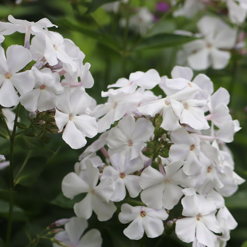 Phlox paniculata Summer White 9cm Pot -