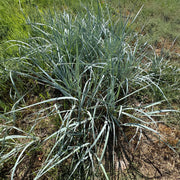 Elymus magellanicus 9cm -