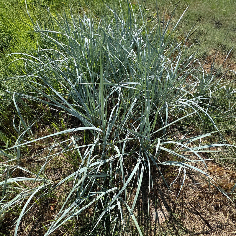 Elymus magellanicus 9cm -