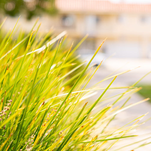 Lomandra longifolia 'Miner's Gold' 9cm -