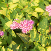 Spiraea Double Play 'Gold' 3L -