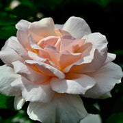 A Whiter Shade of Pale | Hybrid Tea Rose | 4L Potted Rose (PRE ORDER DECEMBER '25) -