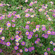 Aster ageratoides Ezo Murasak 9cm -
