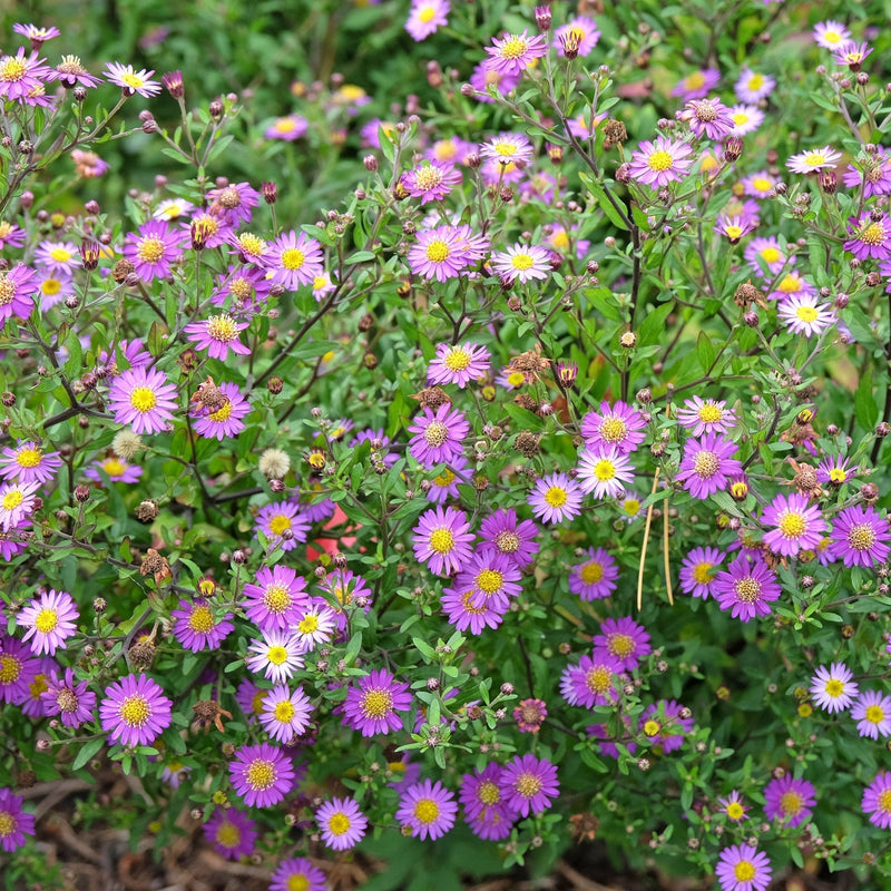 Aster ageratoides Ezo Murasak 9cm -