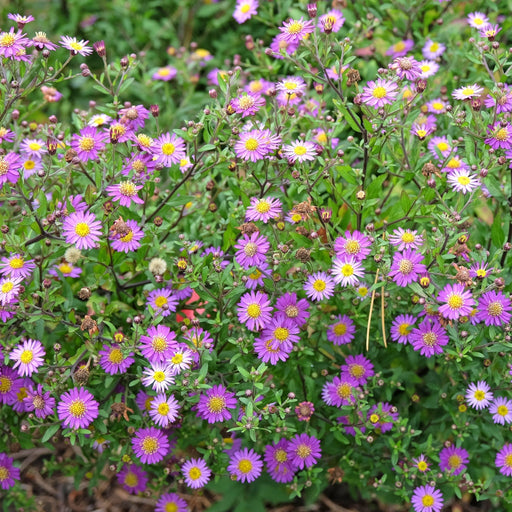 Aster ageratoides Ezo Murasak 9cm -
