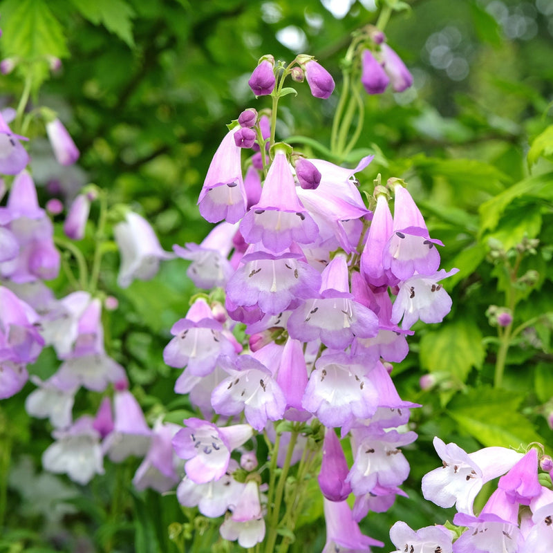 Penstemon 'Mother of Pearl' 9cm -