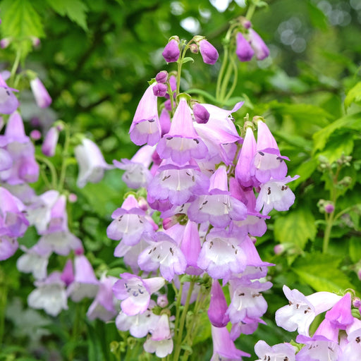 Penstemon 'Mother of Pearl' 9cm -