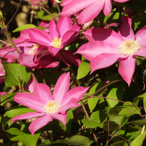 Clematis'comtesse de bouchad' 60cm -