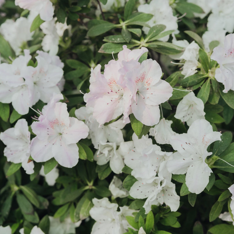 Azalea 'Hendrik's White' 2L -