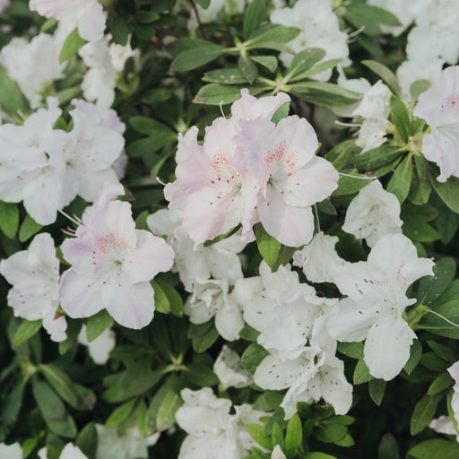 Azalea 'Hendrik's White' 2L -