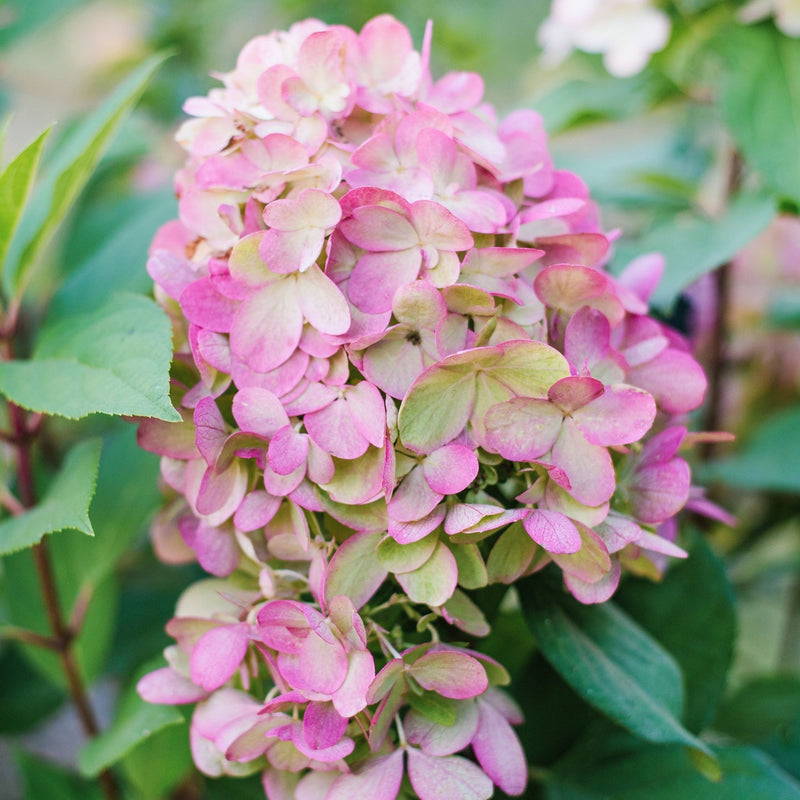 Hydrangea paniculata 'Bonfire' 9cm -