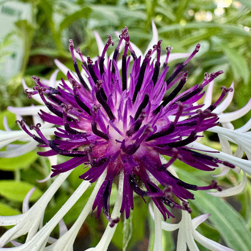 Centaurea montana Amethyst on Ice 9cm/2L -