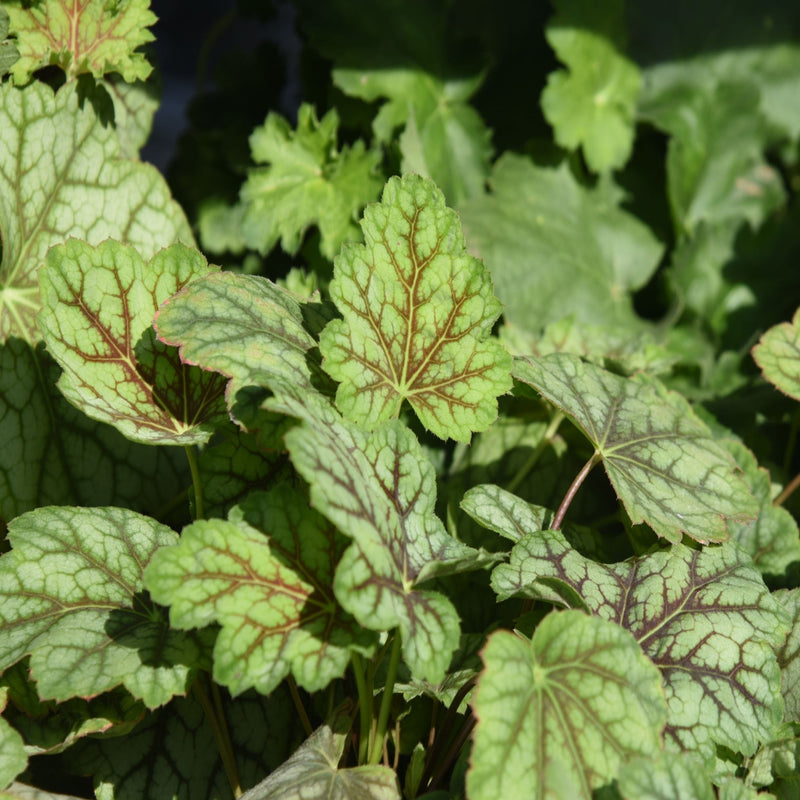 Heuchera ameicana Marvellous Marble 9cm -