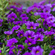 Calibrachoa Purple (Million bells) 9cm Pot -