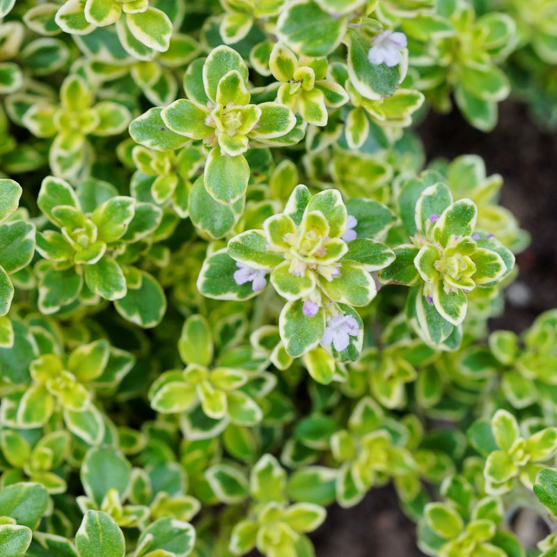 Thyme Silver Posie (Thymus) 11cm Pot -