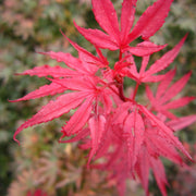 Acer palmatum Shaina 3L -