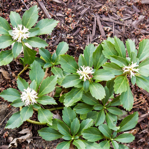 Pachysandra terminalis 'Green Carpet' 9cm -