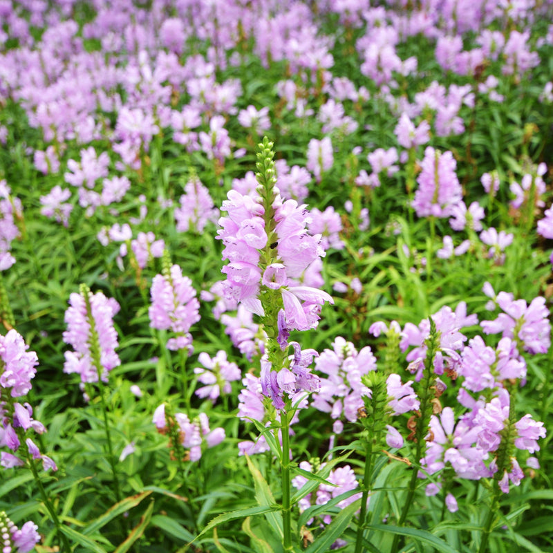 PHYSOSTEGIA virginiana 'Rose Bouquet' 9cm -