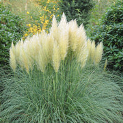 Pampas Grass - Cortaderia selloana White Plume - 40-60cm -