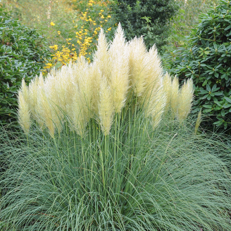 Pampas Grass - Cortaderia selloana White Plume - 40-60cm -