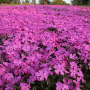 Phlox subulata 'McDaniels Cushion' 9cm/1.5L -
