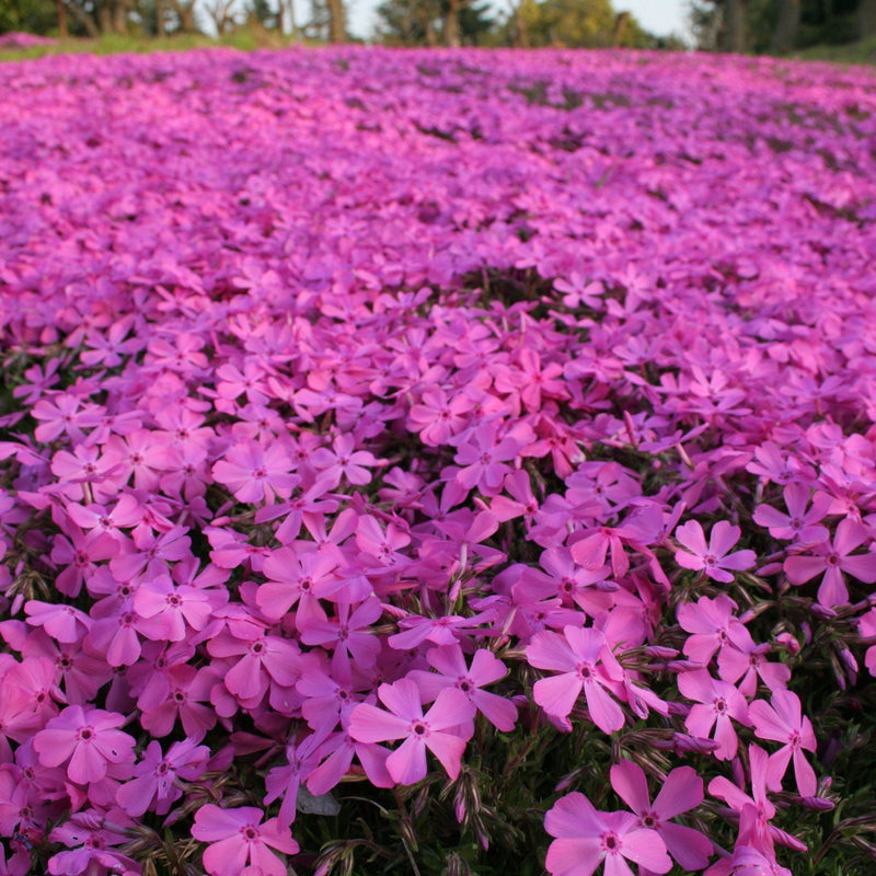 Phlox subulata 'McDaniels Cushion' 9cm/1.5L -