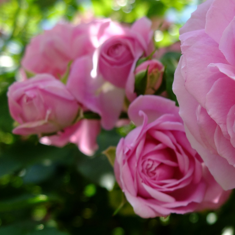 Special Anniversary Rose | Hybrid Tea Rose | 4L Potted Rose (PRE ORDER DECEMBER '25) -
