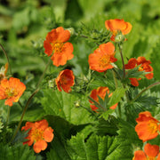 Geum coccineum 'Tosai' 9cm -