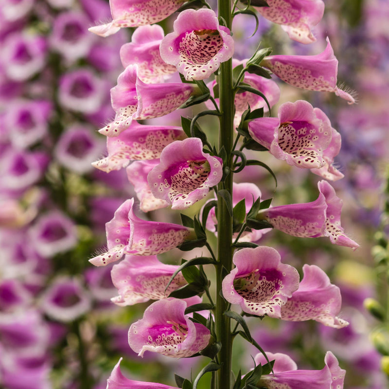 Foxgloves Digitalis 'Rose Ivory' 3L -