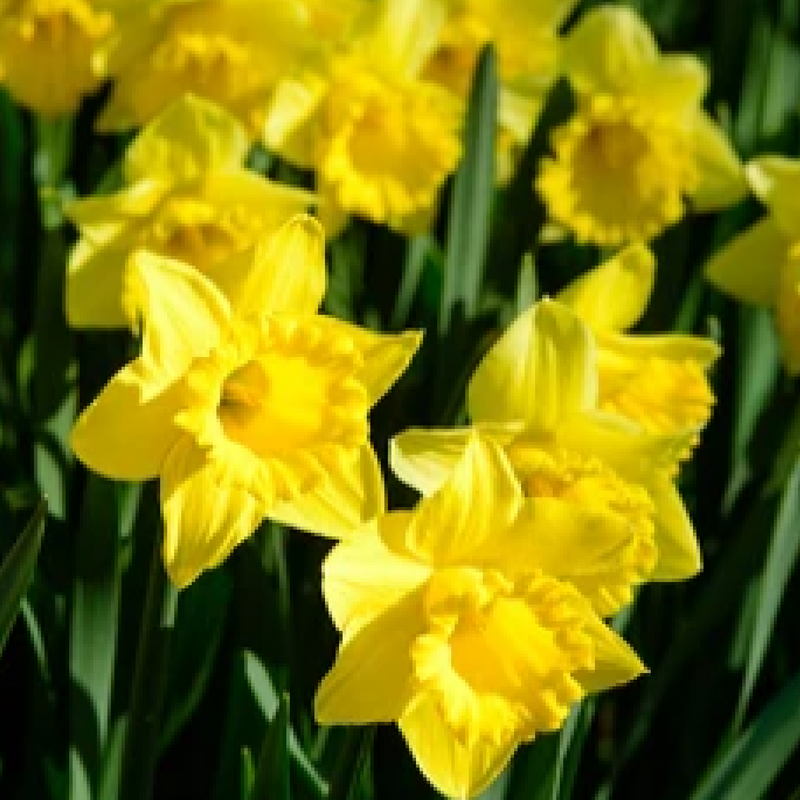 Daffodil 'Yellow Trumpet' (20 Bulbs) -