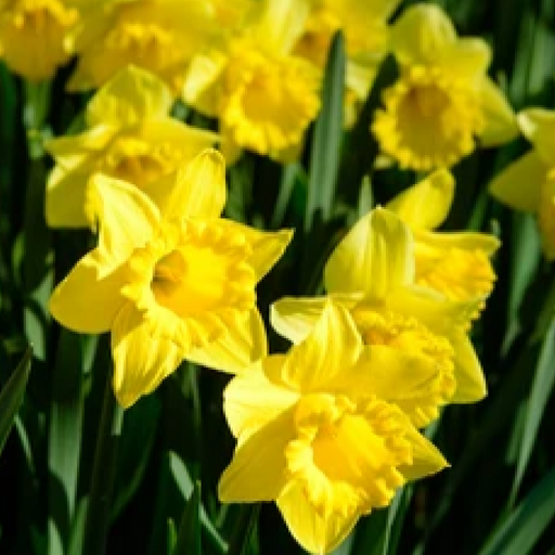 Daffodil 'Yellow Trumpet' (20 Bulbs) -