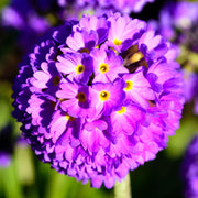 Primula denticulata Lilac (Drumstick Primrose) 9cm/1.5L -