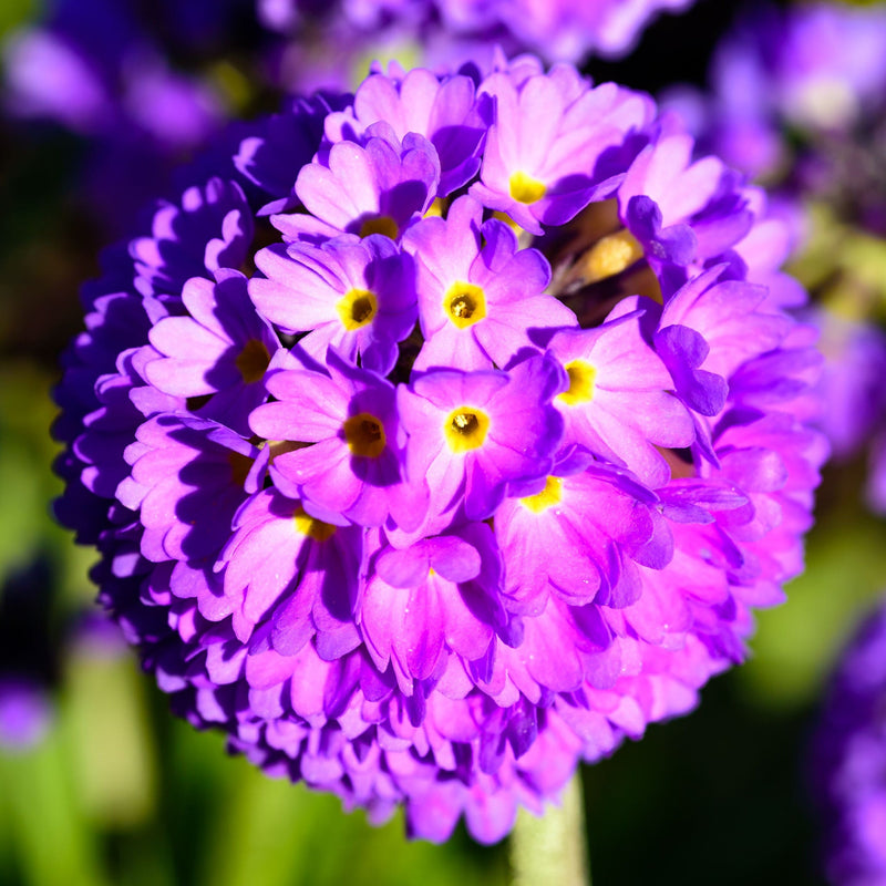Primula denticulata Lilac (Drumstick Primrose) 9cm/1.5L -