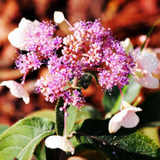 Hydrangea aspera 'Hot Chocolate' 9cm -