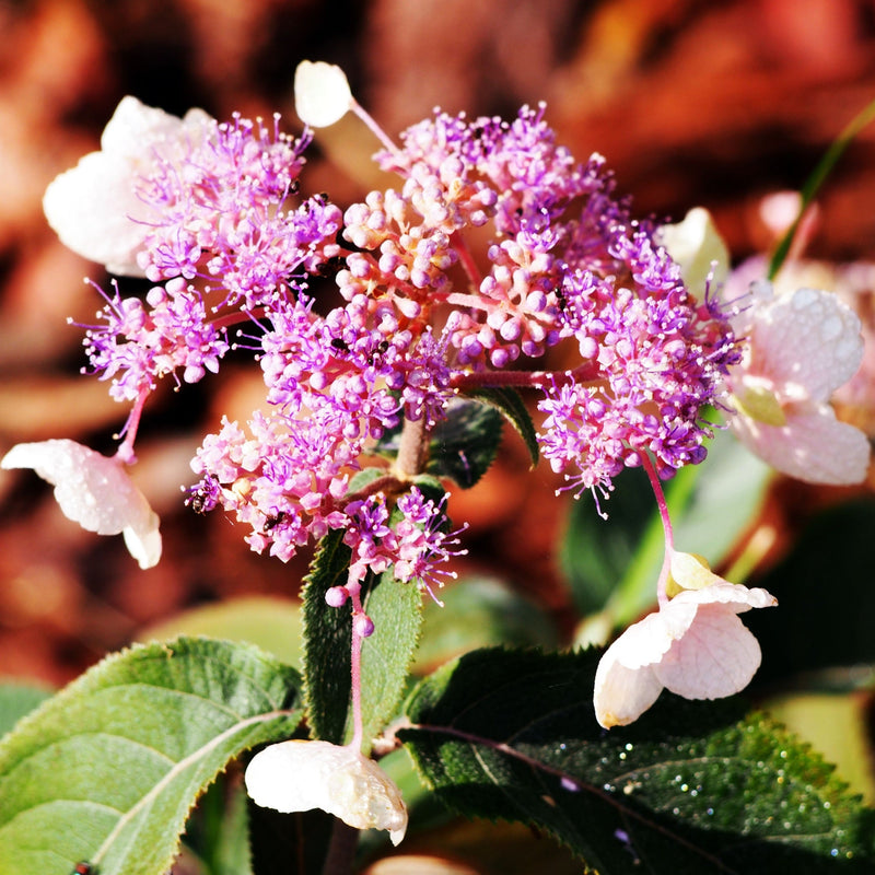 Hydrangea aspera 'Hot Chocolate' 9cm -