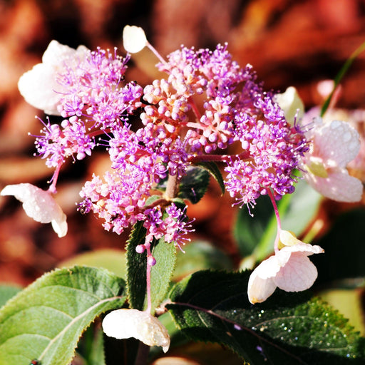 Hydrangea aspera 'Hot Chocolate' 9cm -